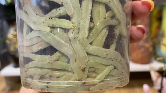 В Флориде очень много орхидей! Аладдин, Сюрф Сонг, Монтрё, Варшава, Пульсация .. смотреть онлайн