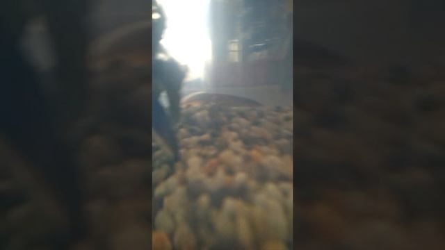 Мой глазчатый макрогнатус смотреть онлайн