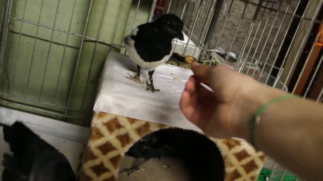 Галка Грача, галка Сильвер и сорока Вита