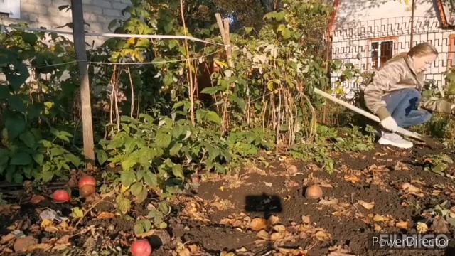 Два дня на даче. Пересадка малины, распил деревьев. смотреть онлайн