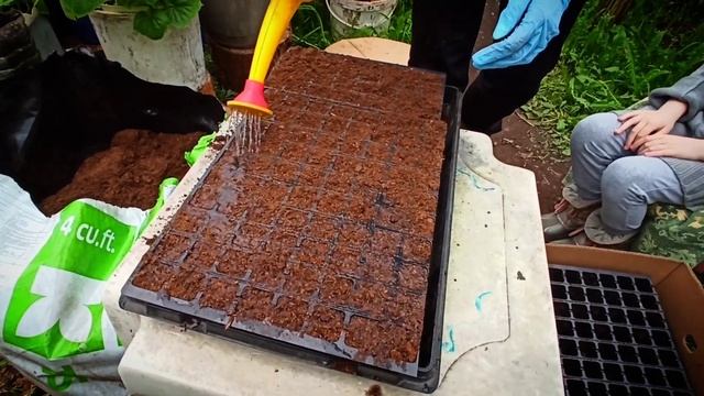 Черенкование вегетативных растений! Калибрахоа. Сурфиния. Гибридная петуния. смотреть онлайн