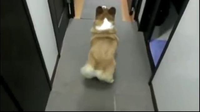 Вельш-корги пемброк танцует тверк...)))... смотреть онлайн