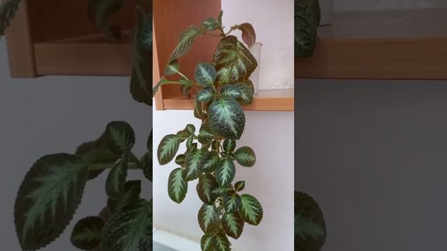 Эписция смотреть онлайн