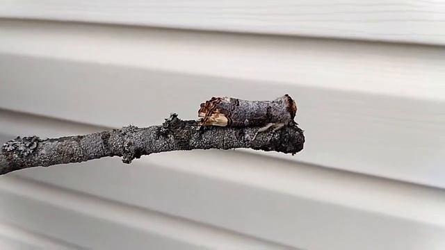 Лунка серебристая (ночная бабочка, мастер маскировки!!!) смотреть онлайн