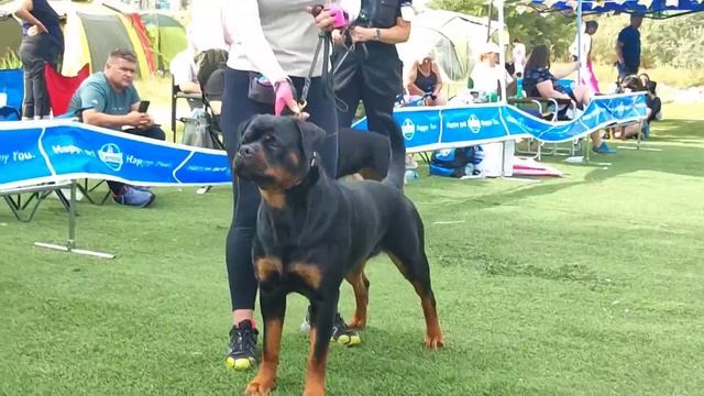 Суки рабочие - моно ротвейлеров Краснодар 2023