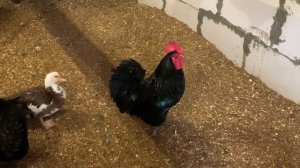 Австралорп черный и голубой. Обзор моей любимой породы