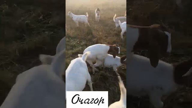 ЖИРНЫЙ, НАСТЫРНЫЙ, ПРОТИВНЫЙ! НЕ ХОЧУ С ТАКИМ ИГРАТЬ. смотреть онлайн