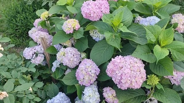 Хотите изменить цвет ГОРТЕНЗИИ? Делайте это!!! 100% результат. смотреть онлайн