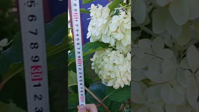 гортензия метельчатая Фантом, огромные соцветия смотреть онлайн