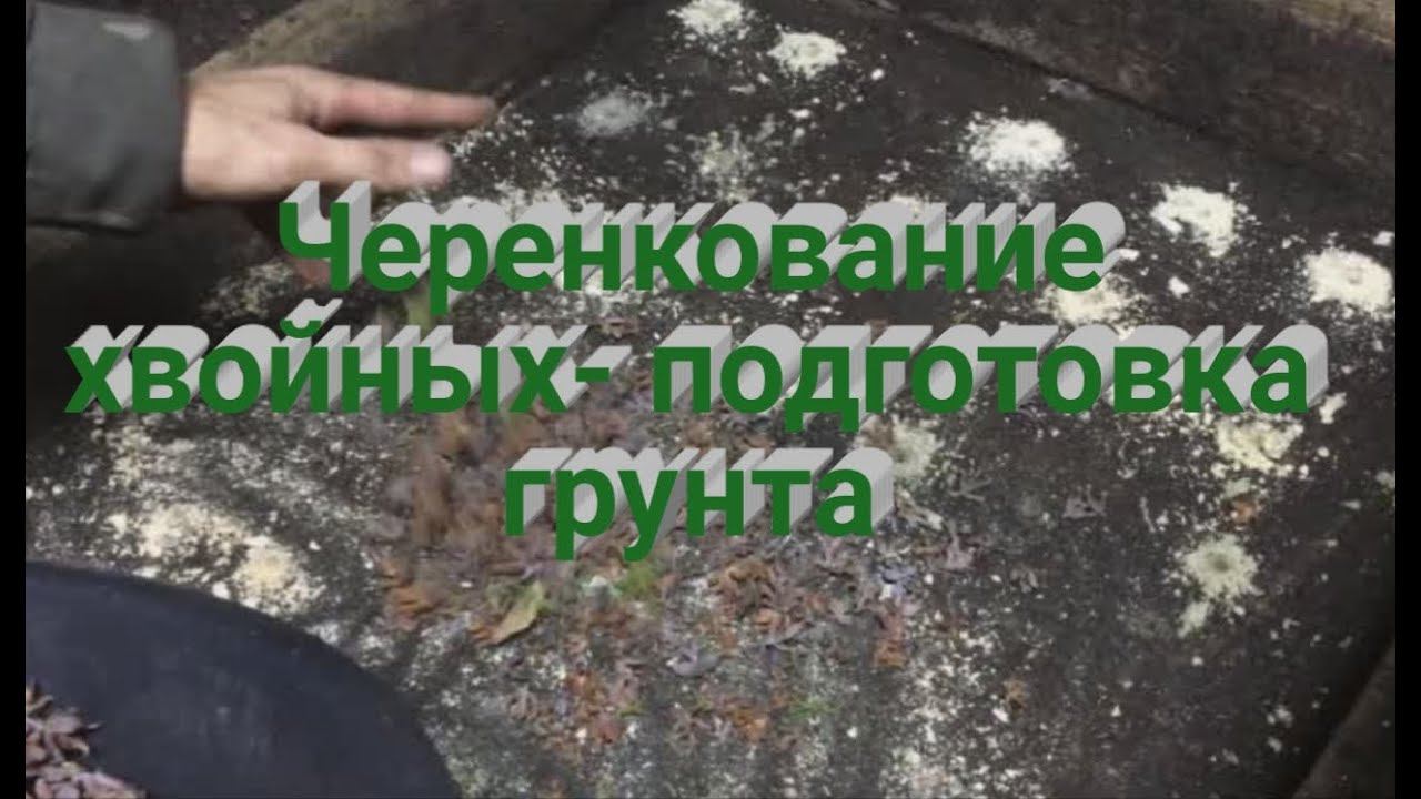 Как подготовить грунт для зимнего черенкования хвойных растений зимой? Хвойный опад смотреть онлайн