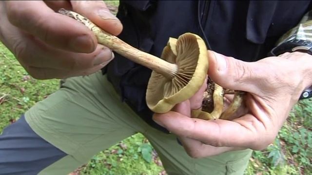 Cortinarius Venetus @ Conoscere i funghi 09.10.2014 смотреть онлайн