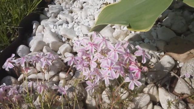 Флокс шиловидный. Сказка в саду, как размножить Часть1 смотреть онлайн