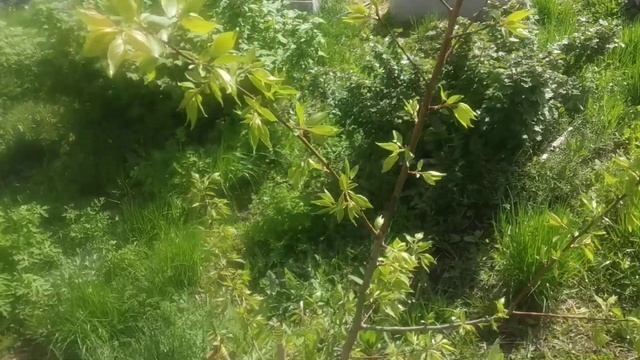 ПРИЕХАЛИ НА ДАЧУ, А ТАМ ВСЕ ЦВЕТЕТ, ВЕСНА В СИБИРИ?❣️ смотреть онлайн