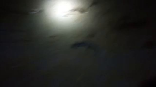 Гребенчатый тритон смотреть онлайн