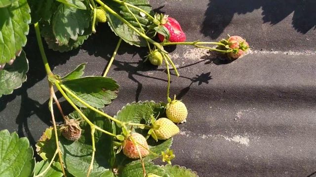 Клубника Гармония- шикарная новинка нсд смотреть онлайн