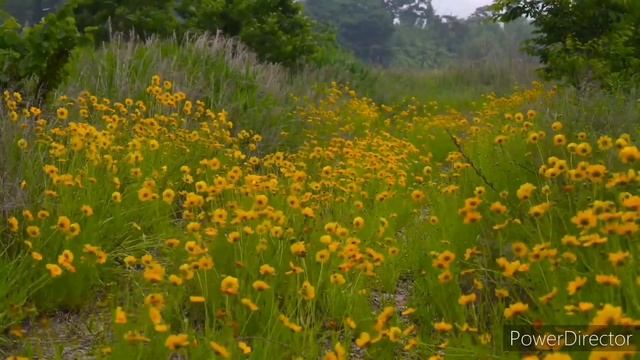 Beautiful Nature Flowers смотреть онлайн