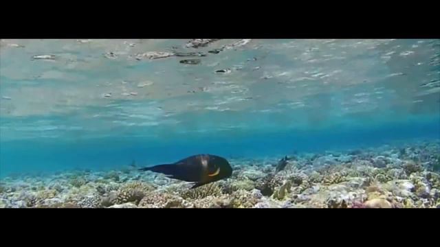 Shift - Network | Ras Shitan Trip смотреть онлайн