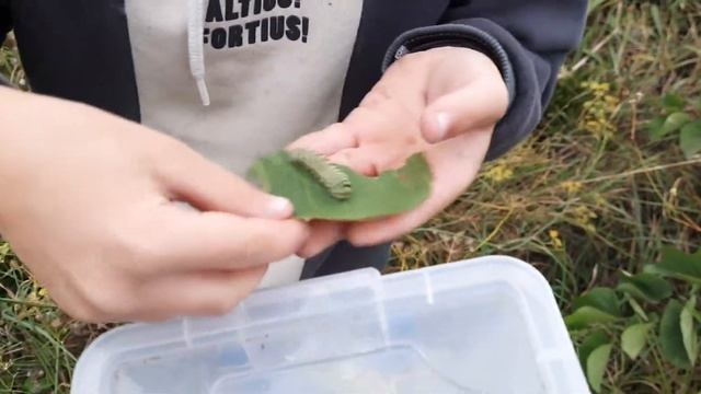 Кузнечик оседлал Богомолов,Тимур собирает насекомых. смотреть онлайн