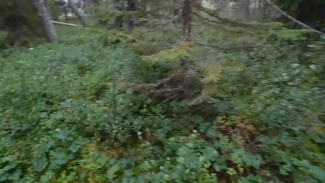 Морошка 16.07.2016 г. смотреть онлайн