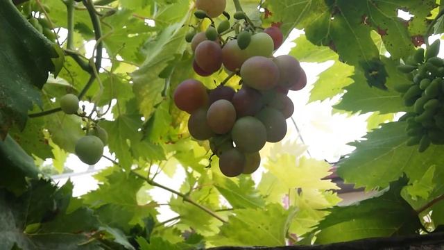 Виноград сорт"Низина" смотреть онлайн