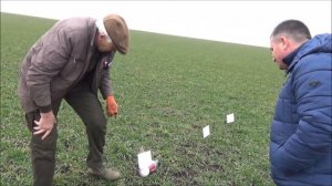 Весенняя подкормка озимой пшеницы. Часть IV. Март 2021