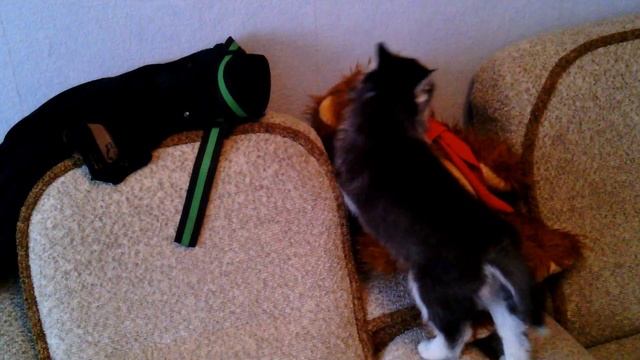 Щенок хаски, первый день в квартире / Puppy husky first day in the apartment смотреть онлайн