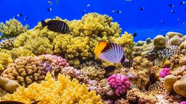 Індійський океан. Навчальне відео. Природознавство четвертий клас. ЯДС