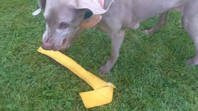 Weimaraner Hurricane Holly Pensioner. смотреть онлайн