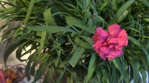 Гвоздика многолетняя, зимний уход.