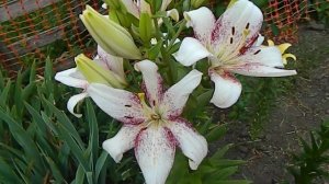 Лилия Свит Дзаника, ЛА-гибрид.