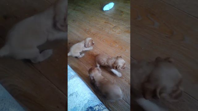 Щенки Кокера спаниэля! смотреть онлайн