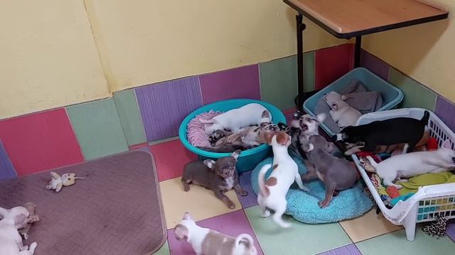 Кто такой Тарантино 😉 Подробно о зоотакси, питомник чихуахуа Кастропуло продажа щенков #+7978745806 смотреть онлайн