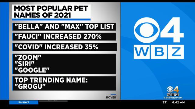 Grogu, Fauci, COVID Among Most Popular Pet Names of 2021 смотреть онлайн