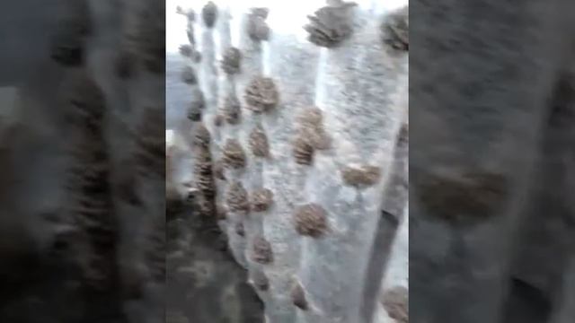 Выращивание грибов вешенка зимой в теплице смотреть онлайн