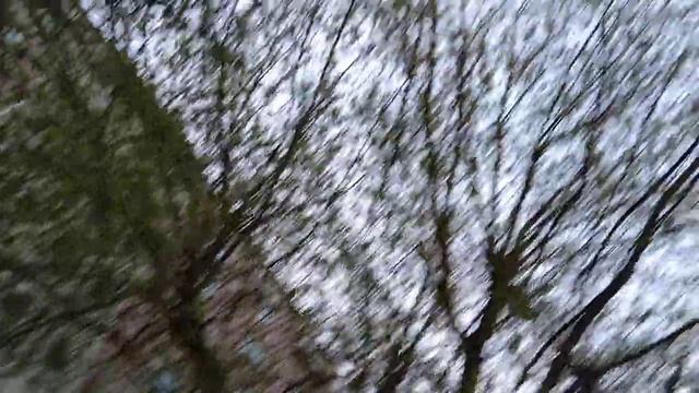 Дерево из котов, ворон и сорок, залезли, а слезть не могут смотреть онлайн