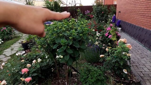 Самые стойкие сорта роз в моём саду смотреть онлайн