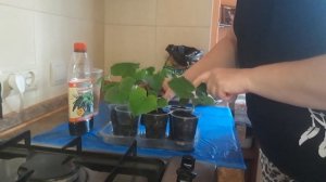 ПОДКОРМКА РАССАДЫ ОГУРЦОВ / Рассада огурцов БЕЗ ПИКИРОВКИ / ПРОСТОЙ СПОСОБ / Огурцы на подоконнике