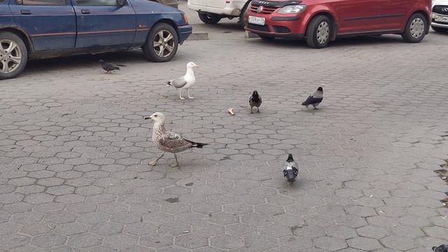 ✅ ДЕРЗКИЕ ВОРОНЫ ПРОТИВ ЧАЙКИ ? БИТВА ЗА КОСТЬ! ? Daring crows against a seagull #Shorts смотреть онлайн