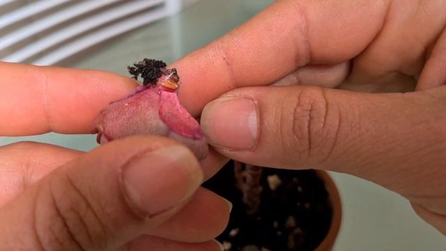 PROPAGAÇÃO DA ECHEVERIA SUYON PASSO A PASSO | Fran natura смотреть онлайн