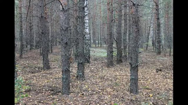 Грибы поддубники смотреть онлайн