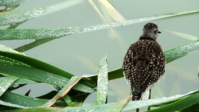 ДО ПТИЦ 5 МЕТРОВ смотреть онлайн