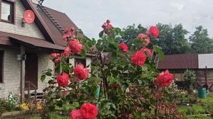 Плетистая роза АНТИК.