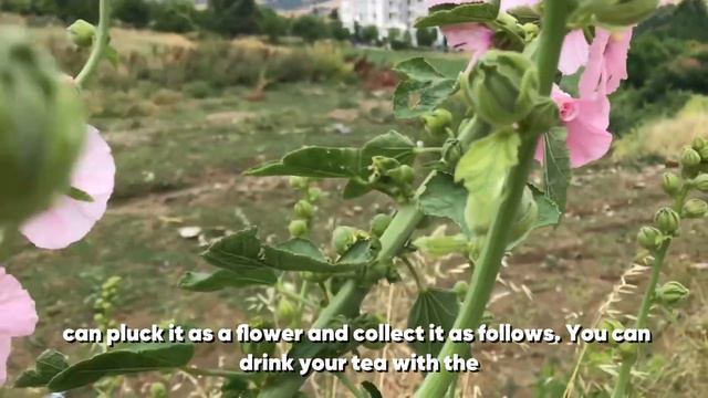 Mallow blossom benefits hollyhock,cylinder flower(Althaea officinalis ) смотреть онлайн
