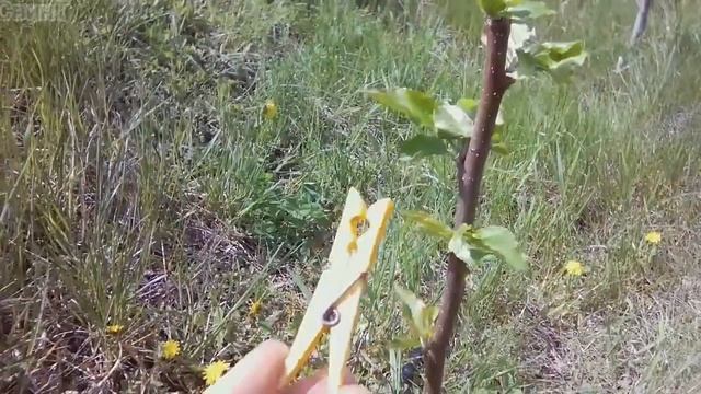 Формирование кроны плодовых деревьев с помощью прищепки. смотреть онлайн
