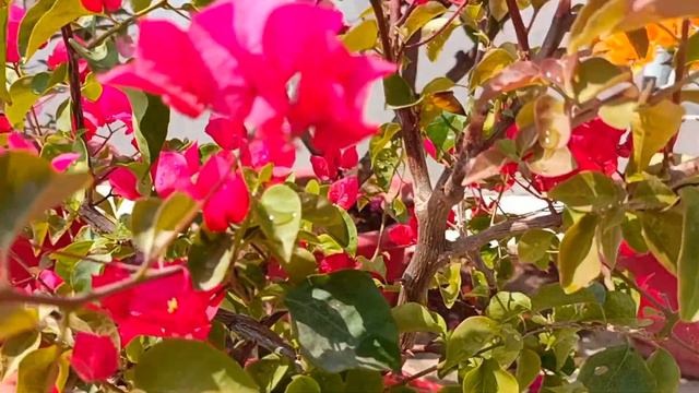 5 SIMPLE TIPS TO GET THOUSANDS OF FLOWERS ON BOUGAINVILLEA | BOUGAINVILLEA FLOWERING TIPS 🌸🌼 смотреть онлайн