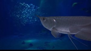 Подводный мир