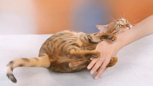 Должен знать каждый хозяин: четыре позы сна котиков и их толкование Poses of sleeping cats смотреть онлайн