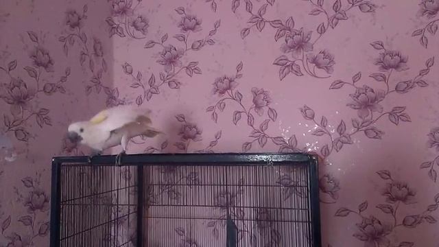 Какаду Катя говорит смотреть онлайн