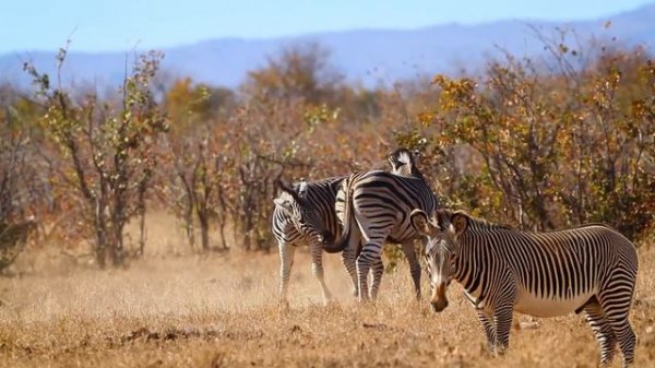 Zebra Facts: 15 Mind Blowing Facts You Never Knew About Zebra's!
