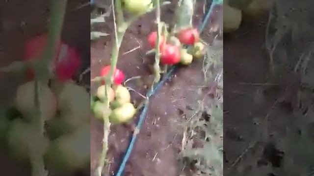 Томат Львович, Каратос, Геннадич во 2-м обороте в КБР. смотреть онлайн